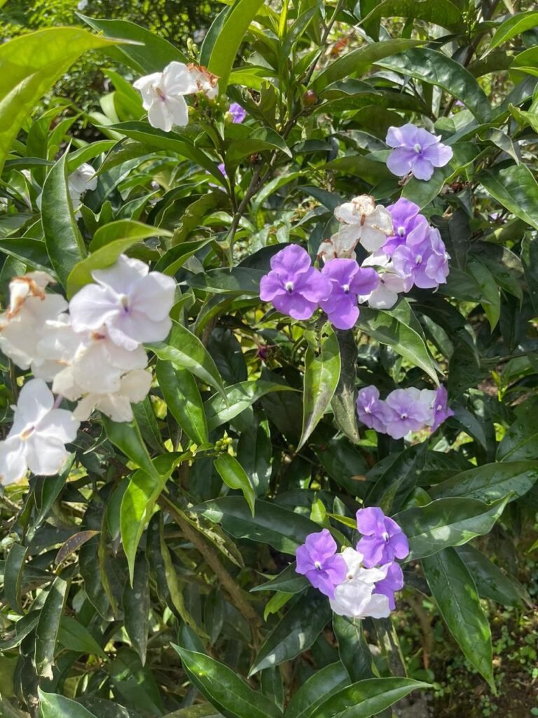 Finca Esquipulas Jinotega