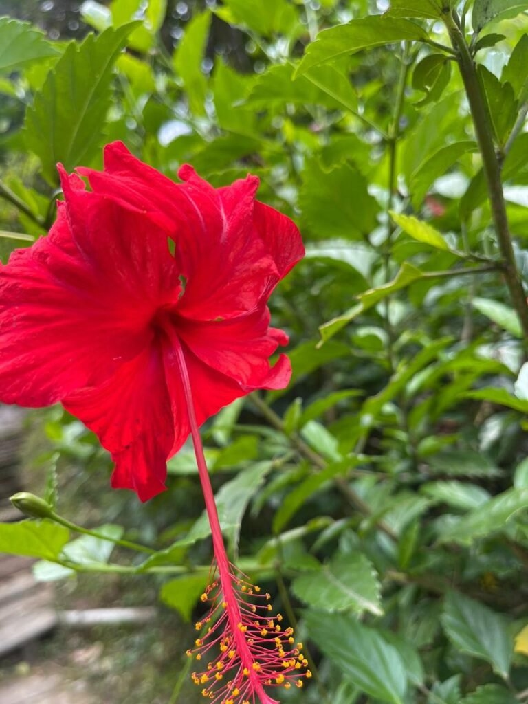 Finca Esquipulas Jinotega