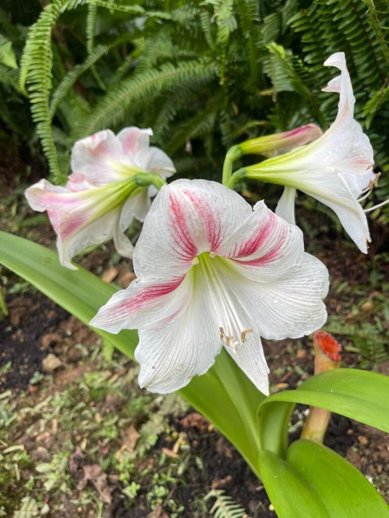 Finca Esquipulas Jinotega