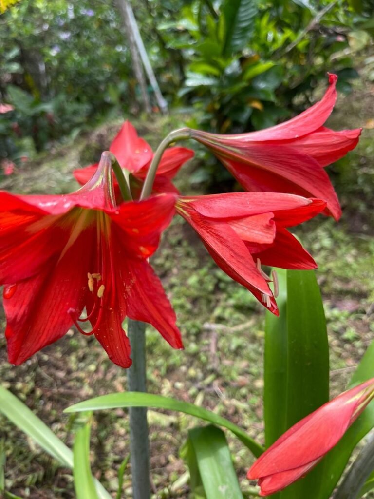 Finca Esquipulas Jinotega