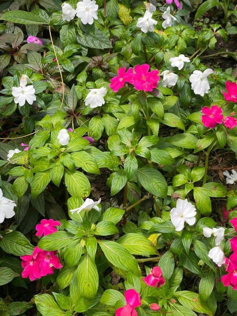 Finca Esquipulas Jinotega