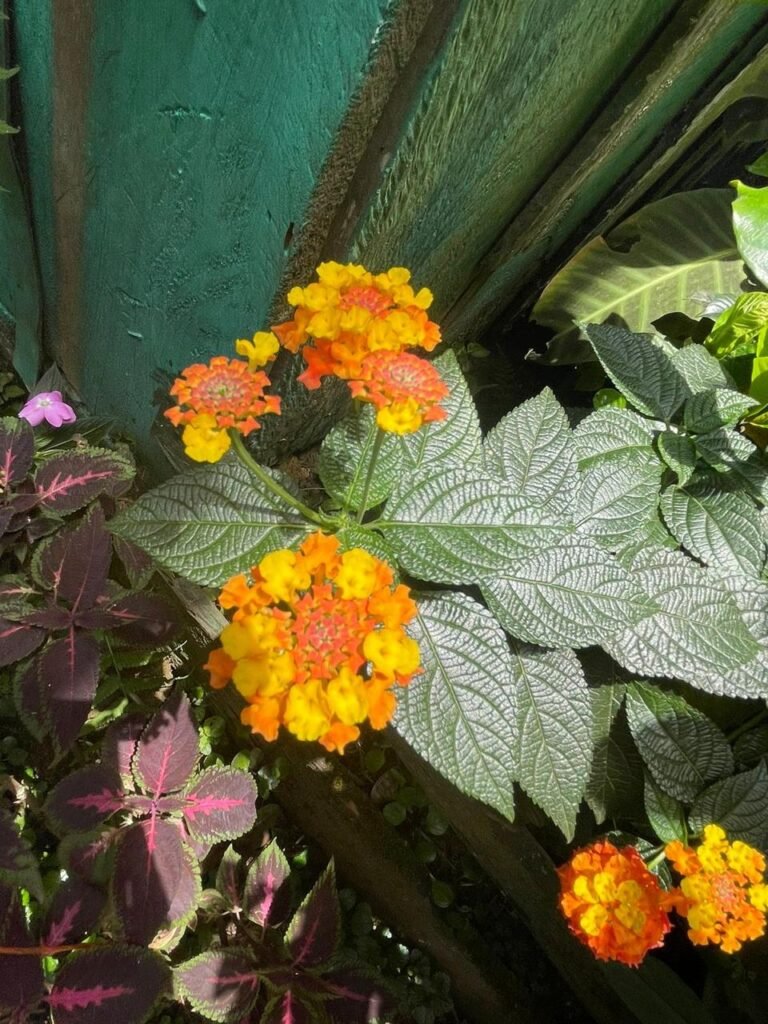 Finca Esquipulas Jinotega