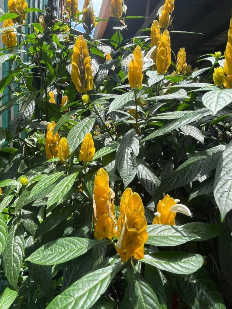Finca Esquipulas Jinotega