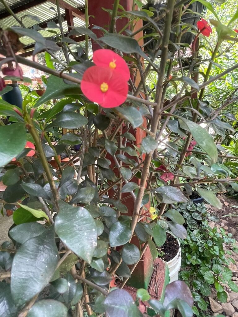 Finca Esquipulas Jinotega