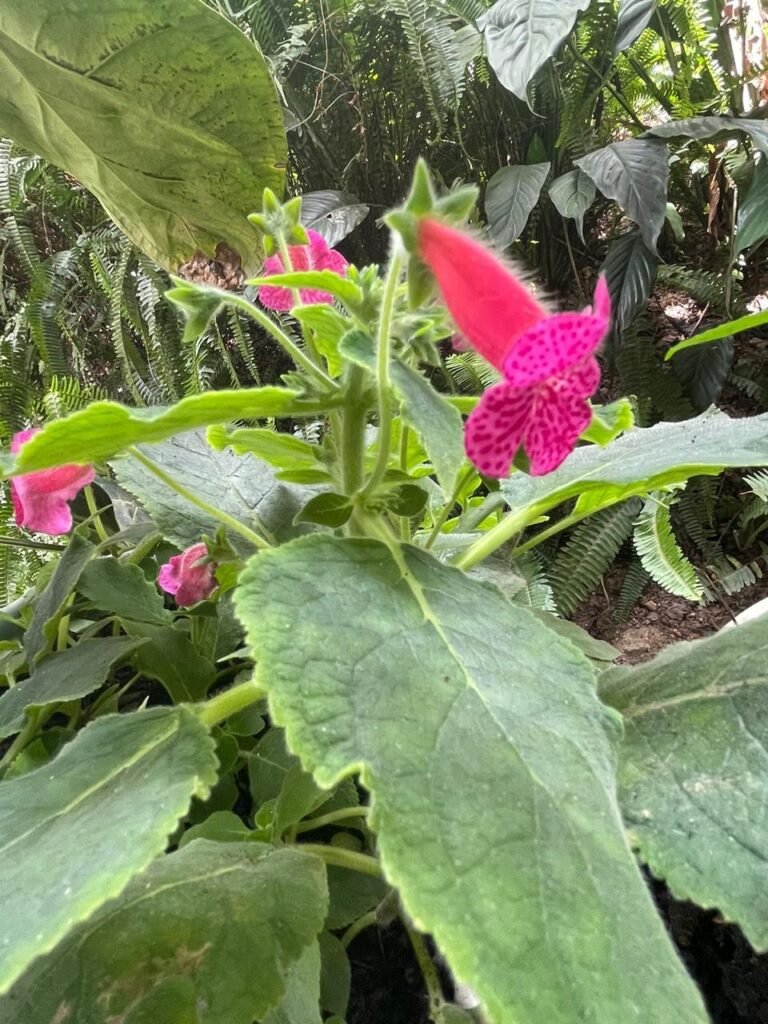 Finca Esquipulas Jinotega
