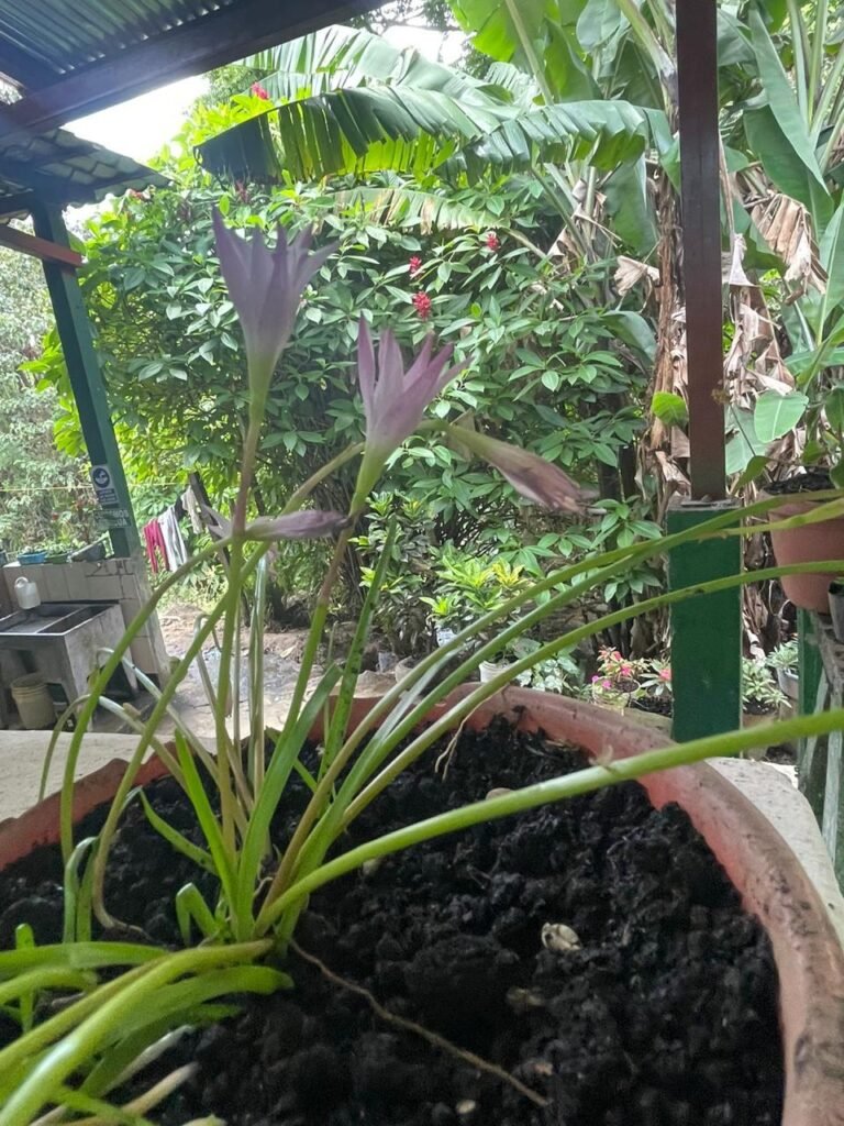 Finca Esquipulas Jinotega