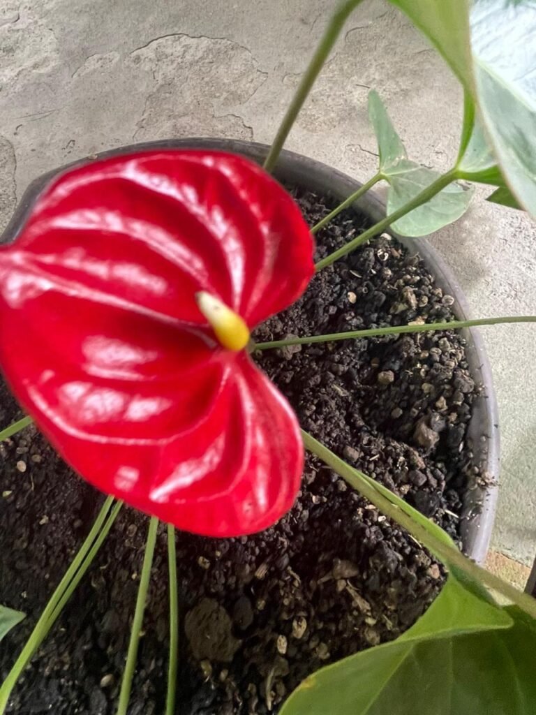 Finca Esquipulas Jinotega