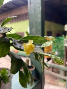 Finca Esquipulas Jinotega