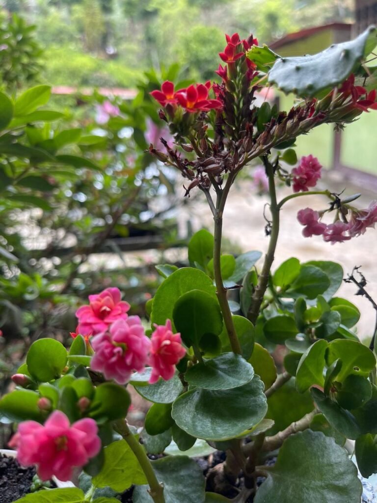Finca Esquipulas Jinotega