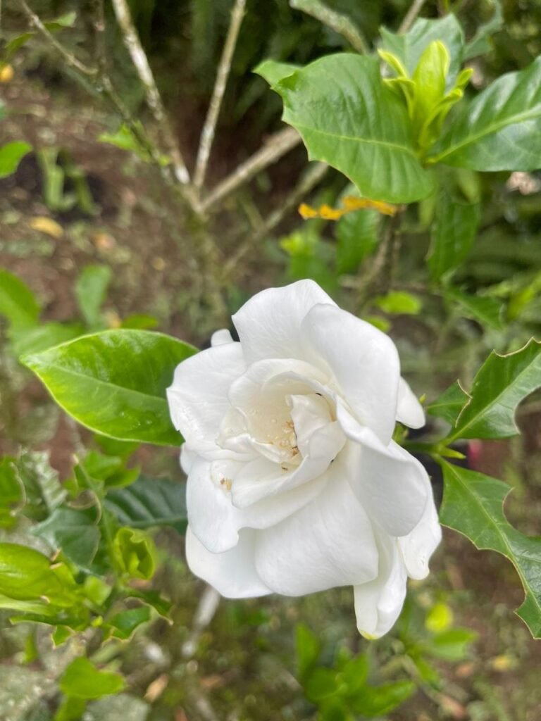 Finca Esquipulas Jinotega