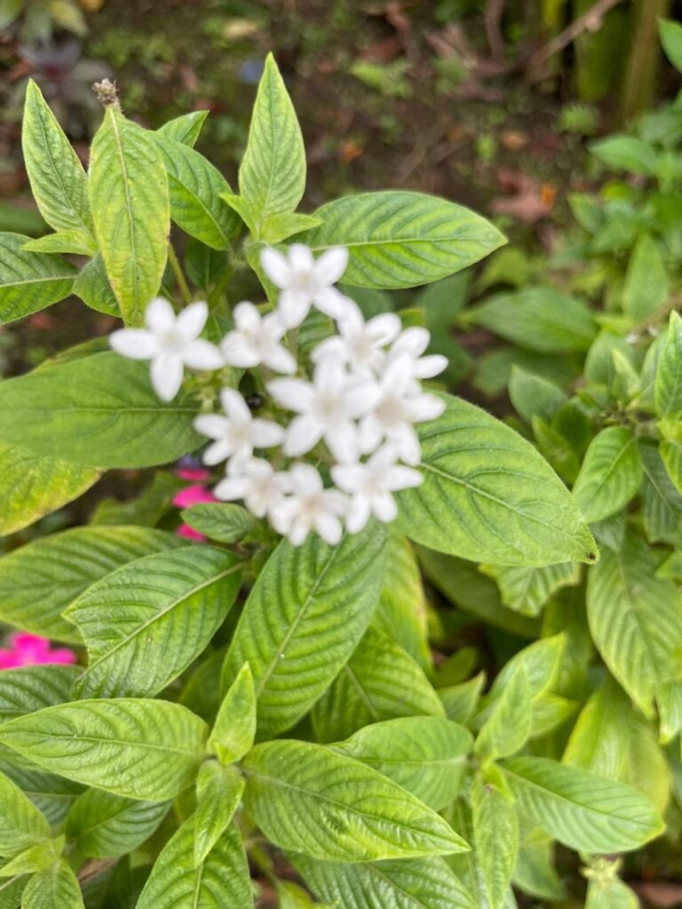 Finca Esquipulas Jinotega