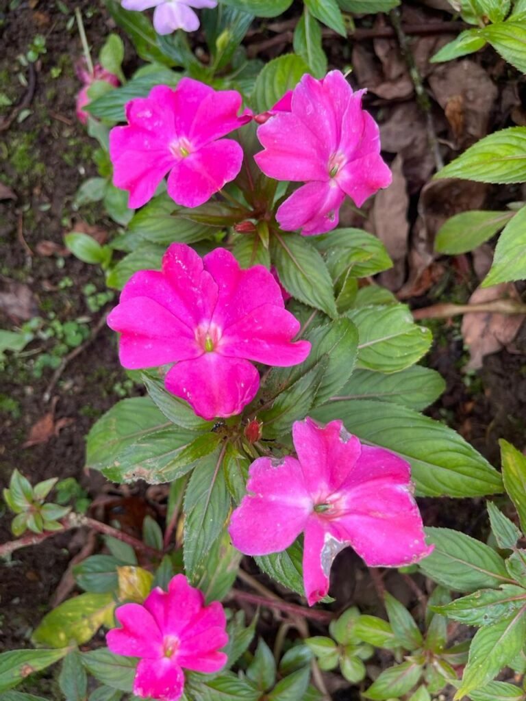 Finca Esquipulas Jinotega