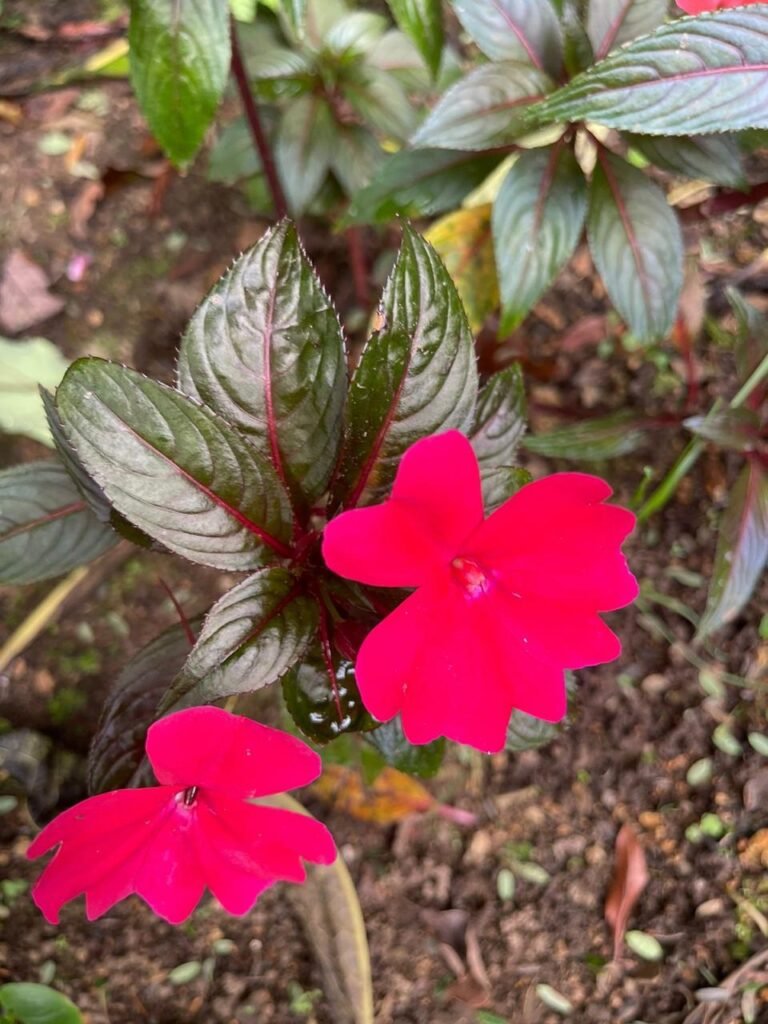 Finca Esquipulas Jinotega