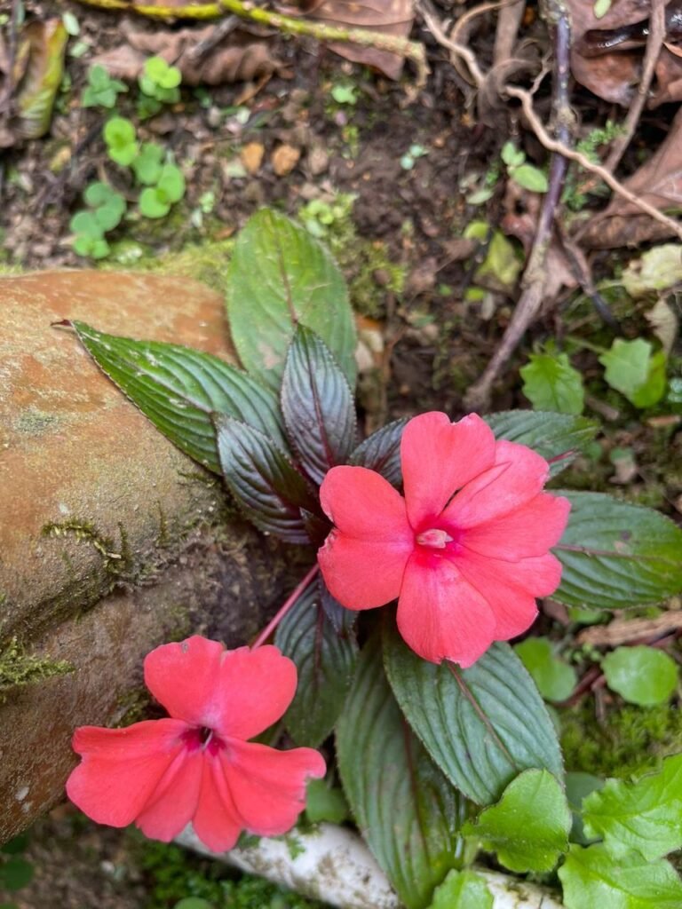 Finca Esquipulas Jinotega