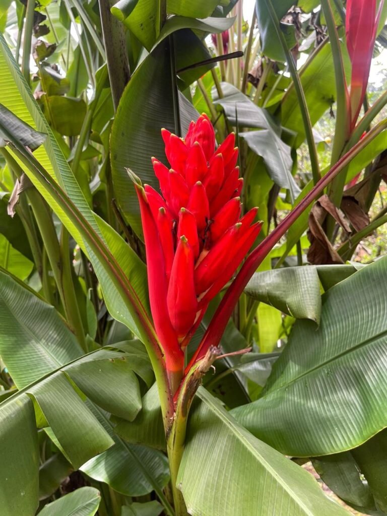 Finca Esquipulas Jinotega