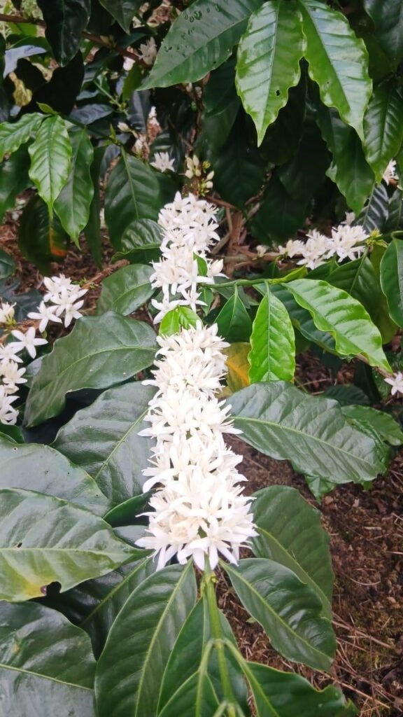 Finca Esquipulas Jinotega