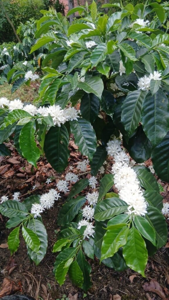 Finca Esquipulas Jinotega