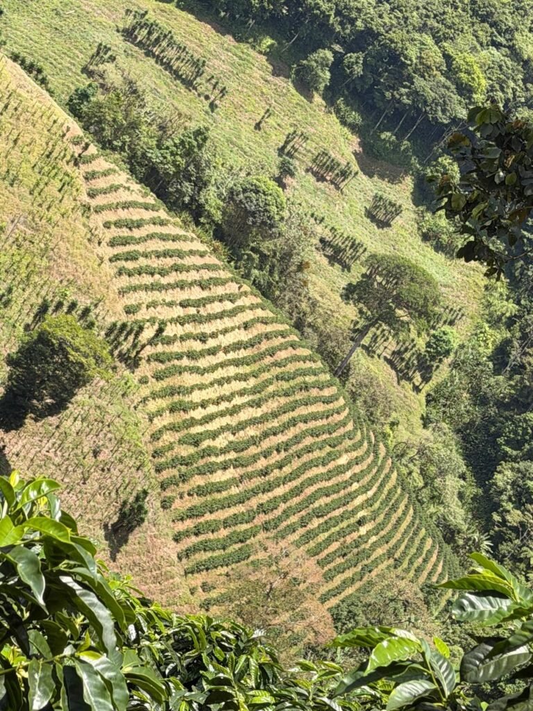 Finca Esquipulas Jinotega
